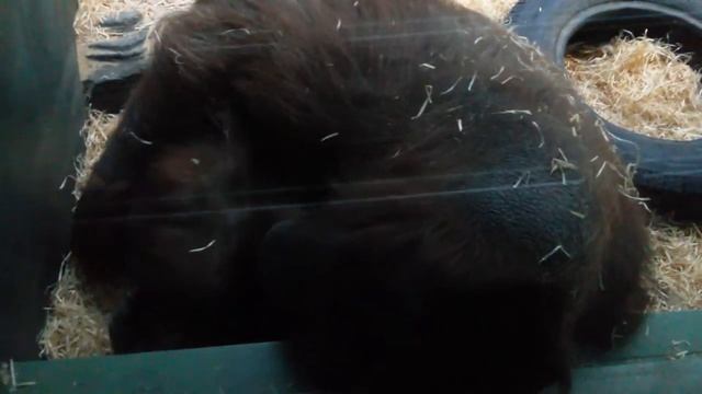 Калимантанские орангутаны (Bornean orangutans). Московский зоопарк (Moscow Zoo).