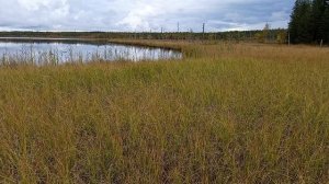 Сбор ягод 2025