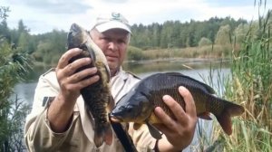 Живое фотографие, карп.