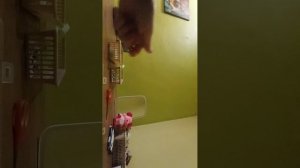 тутор на кольцо для начинающих👍