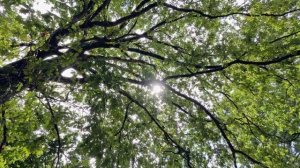 ❤️❤️❤️Тонкая рябина!💔💔💔 @victoria_poesie2302