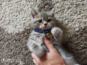 моды Укради бенрот мемы в роблокс