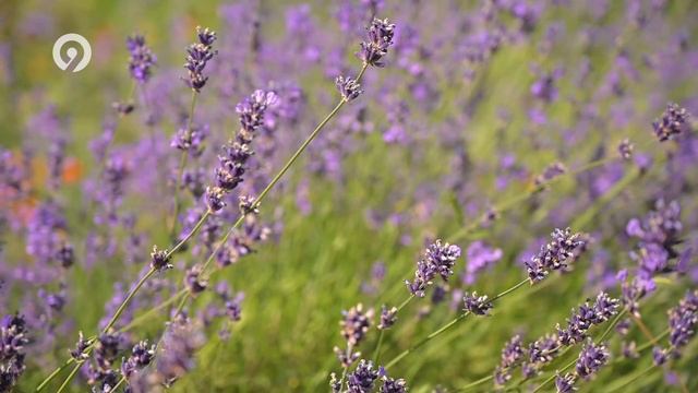 70 историй города Ч | Школьный двор