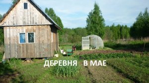 Деревня в мае//уборка//теплицы//деревья//посадки