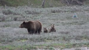 Медведица с медвежатами
