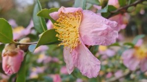 В Сочи зацвела камелия горная