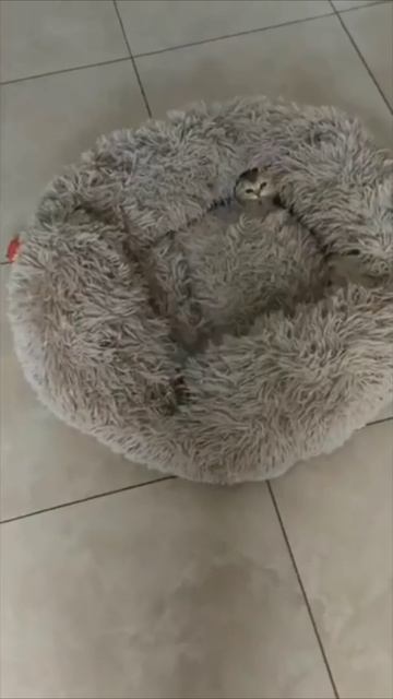 Смешные коты #94-2