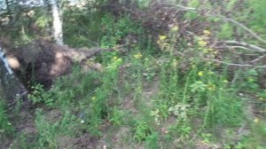 ХОЖУ ПО ГРИБЫ