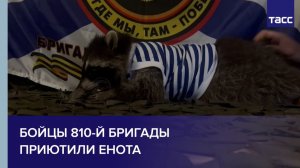 Бойцы 810-й бригады приютили енота
