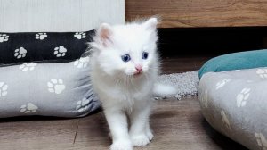 Маленький белый котенок интересуется всем вокруг.