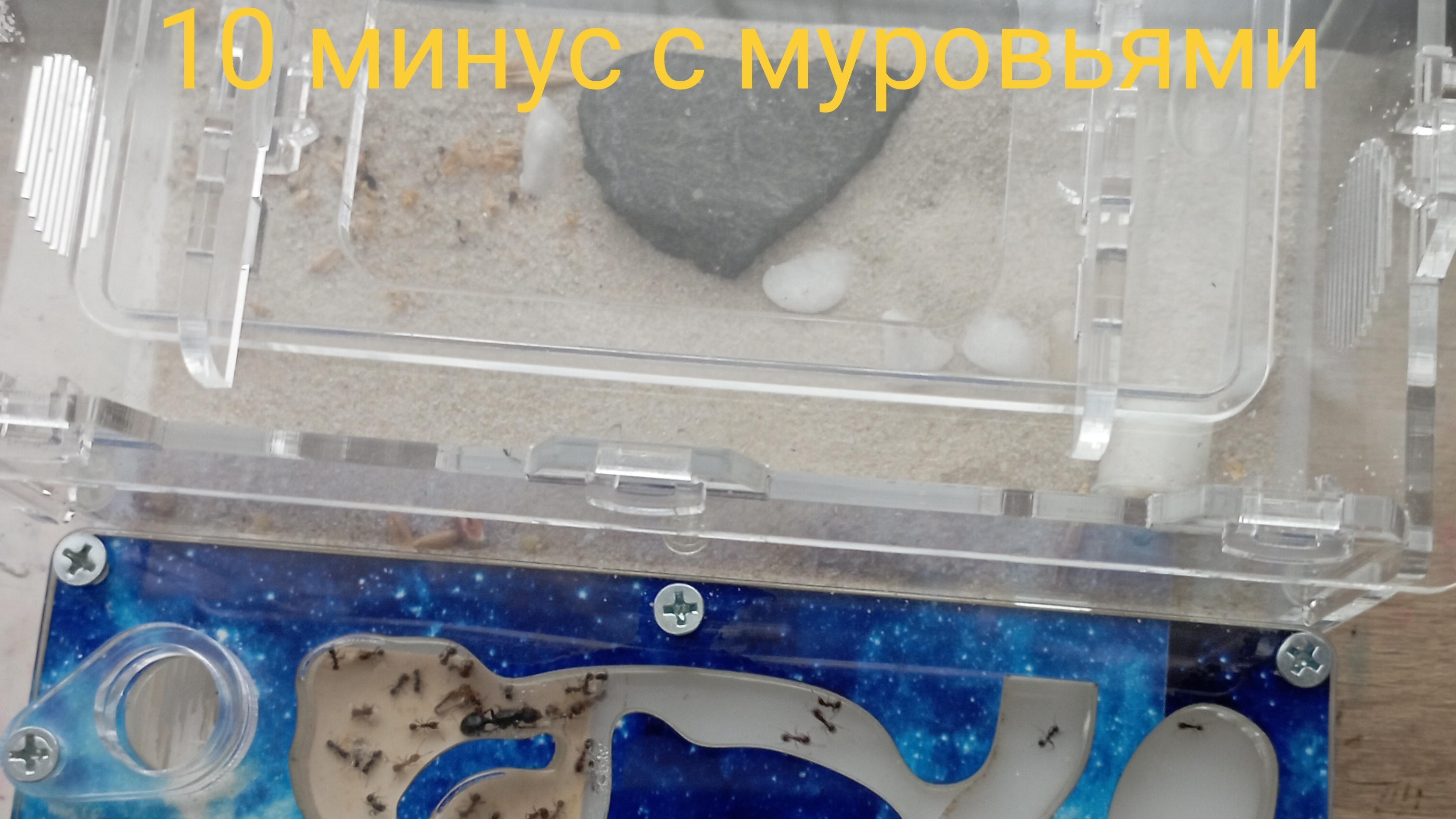 целых 10 минут муравьями жнецами. (ShaDimka123)