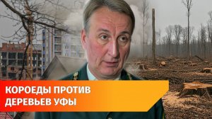 В Уфе вдоль Проспекта вырубят много деревьев из-за жуков