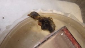 Инкубация перепелиных яиц из магазина. Часть 5. Вылупление.