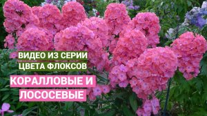 Коралловые и лососевые флоксы