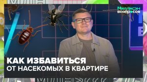 Как избавиться от насекомых в квартире? | Миллион вопросов — Москва 24 | Контент