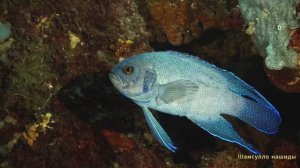 #Коран#АнНисаъ#СамыеКрасивыеМеста#Relaxation##Islam#Quran#AnNisa'#Minshawiy #4кВидео#12часть#