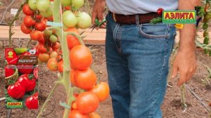 Идеальный томат для домашних заготовок! Чемпион по урожайности! МАДАГАСКАР F1