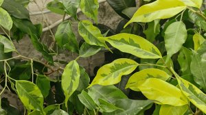 Фикусные пересадки ч 3 ☘️🌿. Моя коллекция 🌿☘️🌿☘️