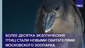 Более десятка экзотических птиц стали новыми обитателями Московского зоопарка