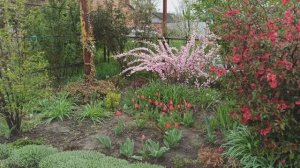 Весенние цветущие кустарники!