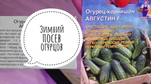 🥒 Можно сажать огурцы зимой? Попробуем 😁