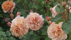 Utsusemi- возвещающая лето. Японская роза Такаши Каваи 2011г.