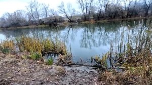 Рыбалка на поплавок 5 ноября 2025 г.на лесной реке!Эти дикие рыбины топят поплавок на дно! Рыбалка