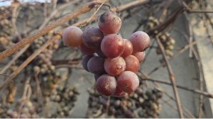 УБРАЛА ПАЛИСАДНИК/ ПОСАДИЛА ЛУК/ ЗАПРАВИЛА ВКУСНЯШКОЙ ГРЯДКИ/ ПУШОНКА-ИЗВЕСТЬ ДОЖДАЛАСЬ СВОЕЙ УЧАСТИ