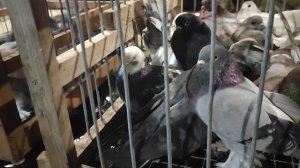 23.11.2025г ст.Бронницы Обзор Голубей.