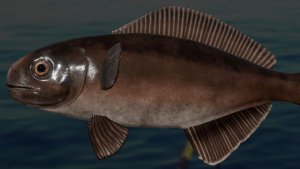 Русская Рыбалка 4 ! Охота за мерлангом !!!