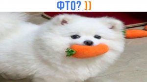 НИФЕВО ))) Приколы | Мемозг 1692