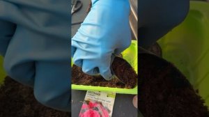 КАК ВЫРАСТИТЬ БЕГОНИЮ ИЗ СЕМЯН