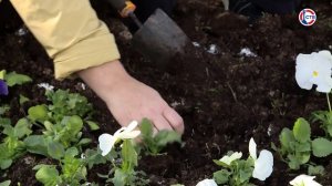 В парке Юрия Гагарина высадили клумбы по эскизам победителей детского конкурса