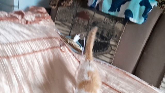 😻😻😻💥💥💥""ТВИКС"""💥