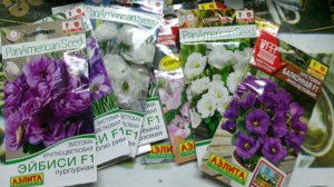 Что я уже посеяла и еще буду сеять сейчас. Западная Сибирь ХМАО..