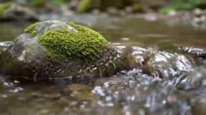 Женское счастье.