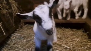 Козлята резвятся