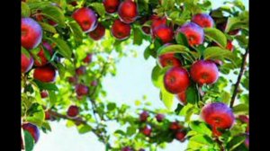 Алматинский Апорт