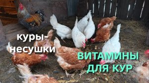 Жизнь в деревне Как долго давать витамины курам-несушкам