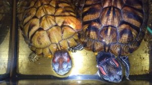 Красноухие черепахи 🐢 утро 27-11-2025. Умная колонка Маруся рассказывает анекдоты!