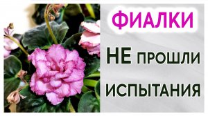 Фиалки которые не прошли испытания.