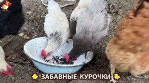Забавные курочки несушки на сельском подворье 🤗😂😜 (33)