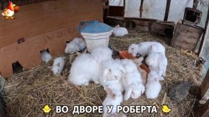Содержание кур в домашних условиях и других птиц во дворе у Роберта 🐣🐤🦆🐔🪿🦃 (347)