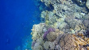 Риф эль Фанар