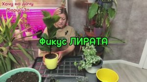 Пересадка ( перевалка ) комнатных и как они выглядят 1 год спустя