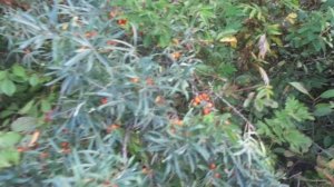 ОБЛЕПИХОЙ ХОРОШО ПРОМЫВАТЬ ПОЧКИ ОТ КАМНЕЙ  И КАК ЕЁ СОБИРАТЬ НЕ НАКАЛЫВАЯ РУКИ