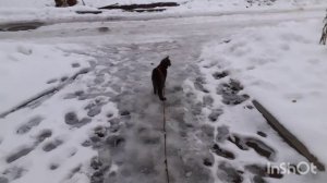 Тишка на прогулке.