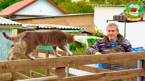 Мы не ожидали, что их будет так много! жизнь на хуторе