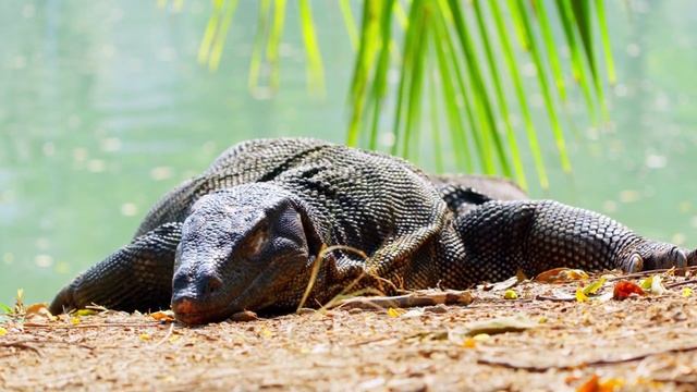 Дискавэри: дикие животные в фильме 8K VIDEO ULTRA HD