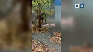 Подкармливающая собак в Краснодаре женщина отрицает их нападение на детей